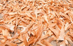 WWF Mencatat Impor Sirip Hiu ke Hong Kong Turun 30%