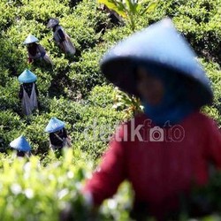 Bos Sari Wangi Sebut Posisi RI Sebagai Eksportir Teh Dunia Merosot