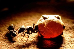 Nordic Food Lab Temukan Semut Bercitarasa Strawberry Liar