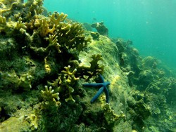 Banyak Spot Snorkeling Seru di Sekitar Pulau Harapan!