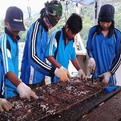 Mutiara Made in Banyuwangi Tembus Pasar Australia
