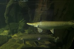 Ketika Amazon Pindah ke TMII