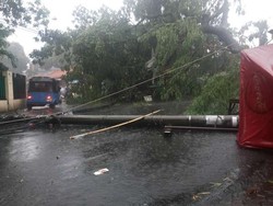 Hujan Angin, Pohon Trembesi dan Tiang Listrik di Slipi Roboh