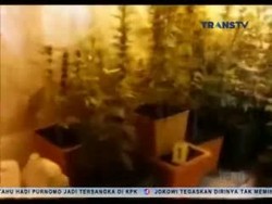 Petugas Ungkap Kebun Ganja di Hotel Berbintang