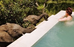 8 Penginapan Safari Paling Mewah dan Mahal di Afrika (2)