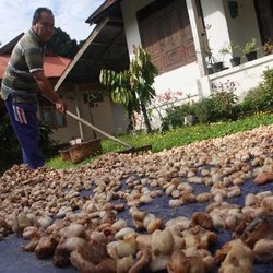 Wamendag Masih Hati-hati Soal Rencana Kakao Impor Bebas Bea Masuk