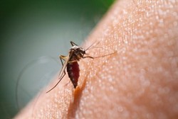 Menggigil Tapi Berkeringat, Waspada Gejala Malaria