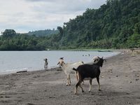 Kambing Jadi Turis di Pantai Susupu, Jailolo