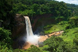 Auooouoo...! Hutan Tarzan Sungguhan Ada di Kamerun