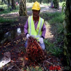Sertifikat Sawit Ala Indonesia Belum Sepenuhnya Diakui Eropa