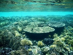 Gili Kapal, Pulau Unik yang Bisa Tenggelam di Lombok