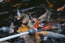 Menyusui Ikan Koi di TMII, Mau?