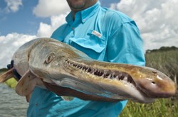 7 Sungai Ini Punya Ikan Monster