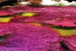 Sungai Ajaib yang Mengalir dari Surga di Kolombia