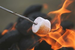 Kanzi, Kera Pintar yang Mampu Buat Marshmallow Bakar