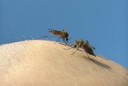 Sama-sama Ditularkan Nyamuk, Ini Bedanya DBD dan Chikungunya