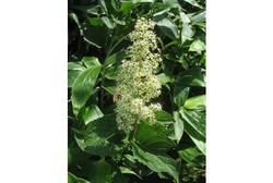 Dibanding Obat, Herbal Ini Diklaim Lebih Ampuh Atasi Artritis Reumatoid