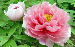 Varian Bunga dari Tiongkok Terbukti Bisa Cegah Kanker dan Penyakit Jantung