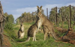 Diyanet Turki: Daging Kanguru Halal Dikonsumsi