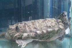 Kura-kura Buaya, Hewan Aneh yang Harus Anda Lihat di TMII