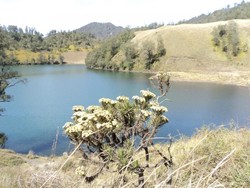 Begini Indahnya Edelweis di Ranu Kumbolo