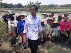 Seknas: Jokowi Harus Cepat Putuskan Sendiri Cawapresnya