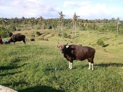 Kementan Gandeng KPK Kejar Swasembada Daging