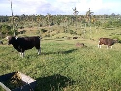 Kisah Perawat Sapi di Bali, Dari Dikejar Hingga Diseruduk
