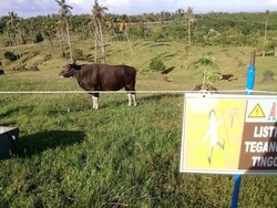 BUMN Beli Peternakan Sapi di Australia, Ini Saran Wamentan