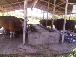 RI Ekspor Sperma Sapi ke Malaysia Hingga Afghanistan