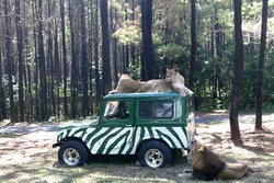 Menikmati Tingkah Satwa Liar di Taman Safari Indonesia II