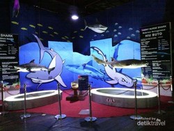 Misteri Kehidupan Dunia Laut di SeaWorld