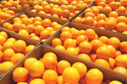 Lebih Dari 5000 Jeruk Palsu Disita di Hong Kong