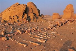 Aneh Tapi Nyata di Mesir, Fosil Paus di Tengah Gurun Pasir