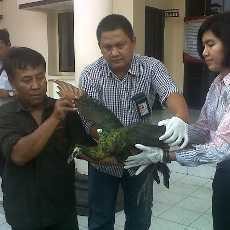 BBKSDA akan Lepas Lima Merak ke Habitatnya