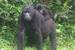 Virus dari Manusia Ancam Kesehatan Gorila di Taman Nasional Ini