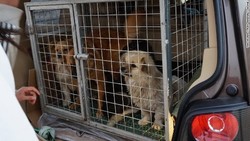 Sadis! Seratus Anjing Liar Dikubur Hidup-hidup di China