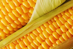 Jagung Manis Jenis Baru Ini Lebih Dahsyat Atasi Kebutaan daripada Wortel