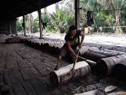 Sagu Meranti, Harapan Lebih dari Sekadar Tepung