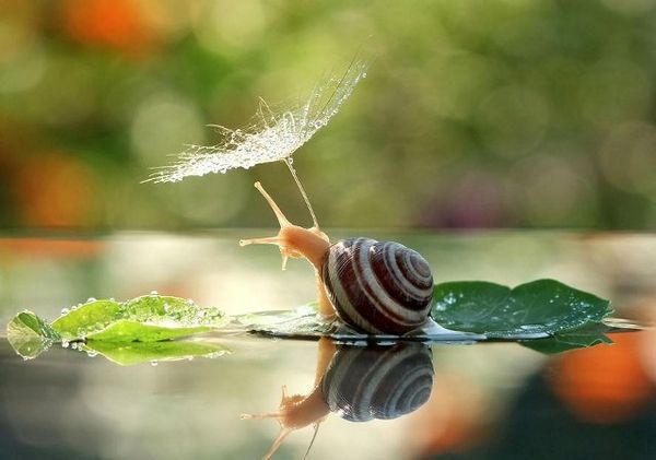Dunia Siput yang Menakjubkan