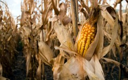 Tanaman Jagung di Amerika Kini Lebih Rentan terhadap Musim Panas