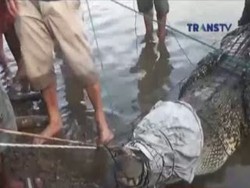 Buaya Sepanjang 4 Meter Ditangkap Warga