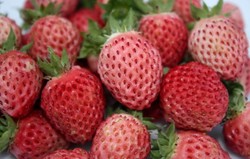 Bubbleberry, Mirip Strawberry dengan Cita Rasa Permen Karet