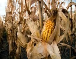 Pangan Lain Melonjak, Impor Jagung Justru Turun 26%