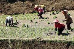 Dalam Setahun, 280 Ribu Orang Tak Lagi Jadi Petani