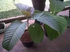 Petani Padi di Jawa Mulai Melirik Tanaman Non Pangan