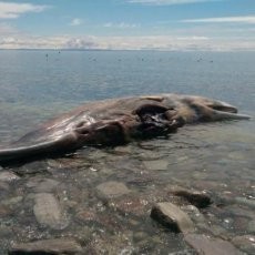 Susah Mengevakuasi, Kota di Kanada Nekat Jual Bangkai Paus di eBay