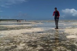 Di Maluku, Laut Bisa Surut Sampai 1 Km!