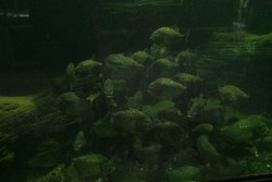 5 Fakta Ikan Piranha yang Bisa Anda Lihat di TMII