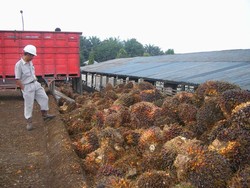 Ini 4 Kasus Indonesia dengan WTO